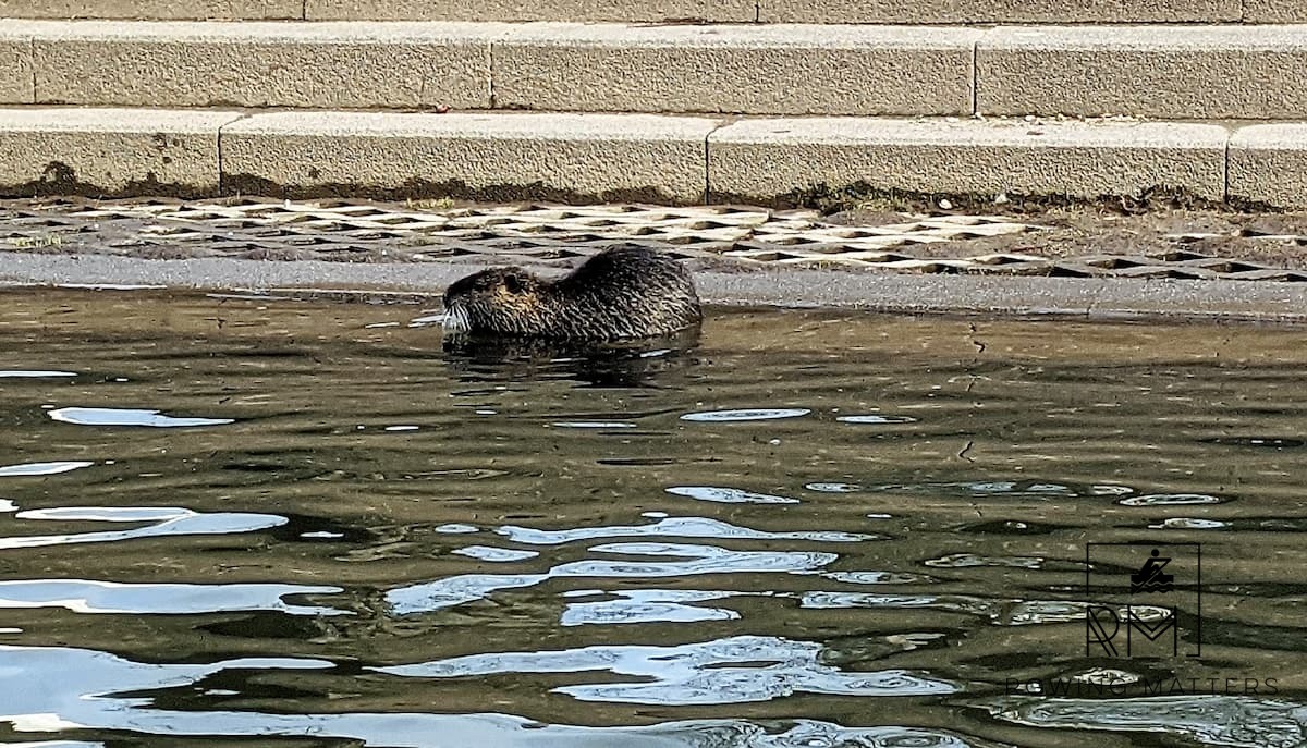 Diese Biberratte sitzt ganz gemütlich am Ufer und wartet auf das nächste Futter.